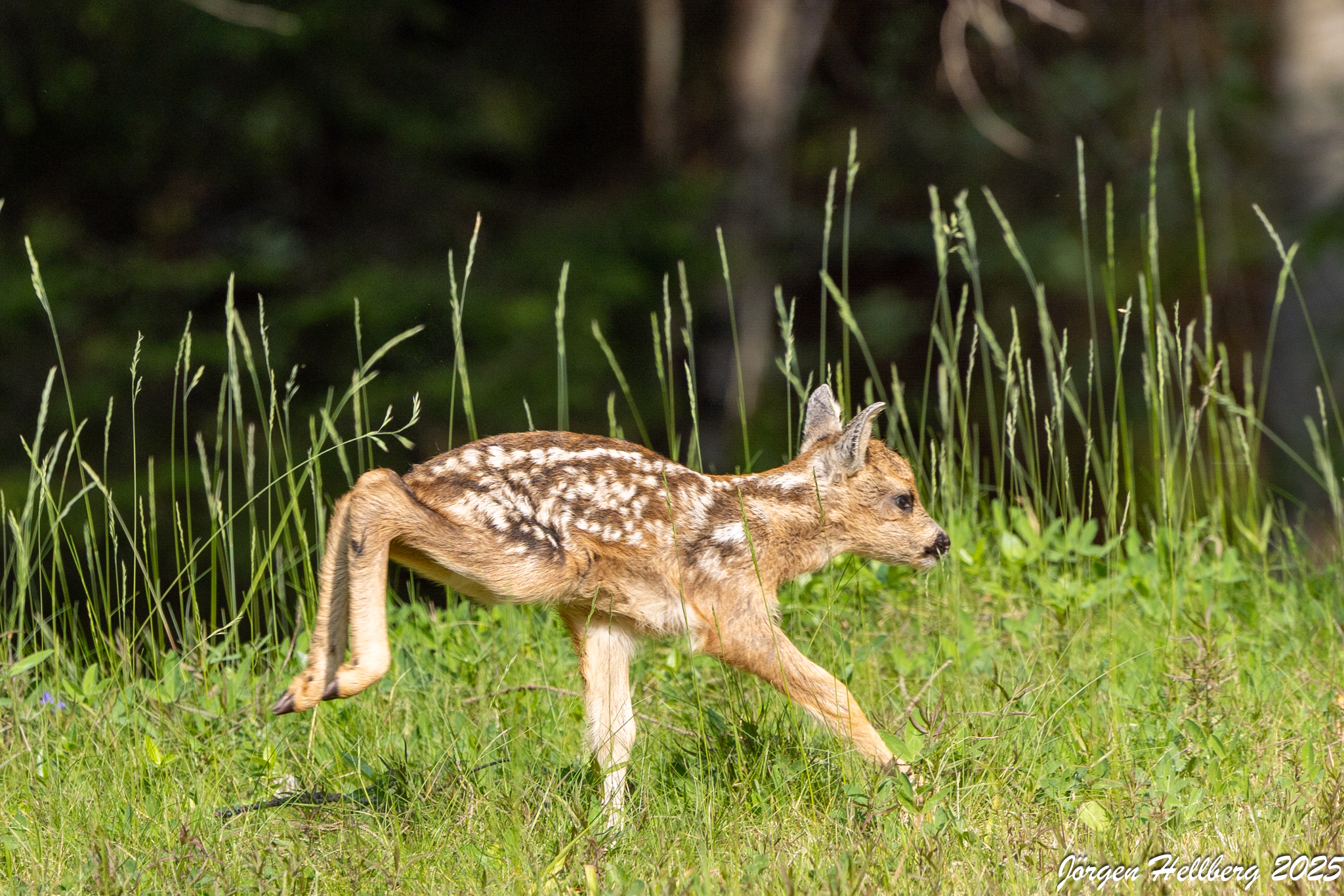 Roe deer (Capreolus capreolus)