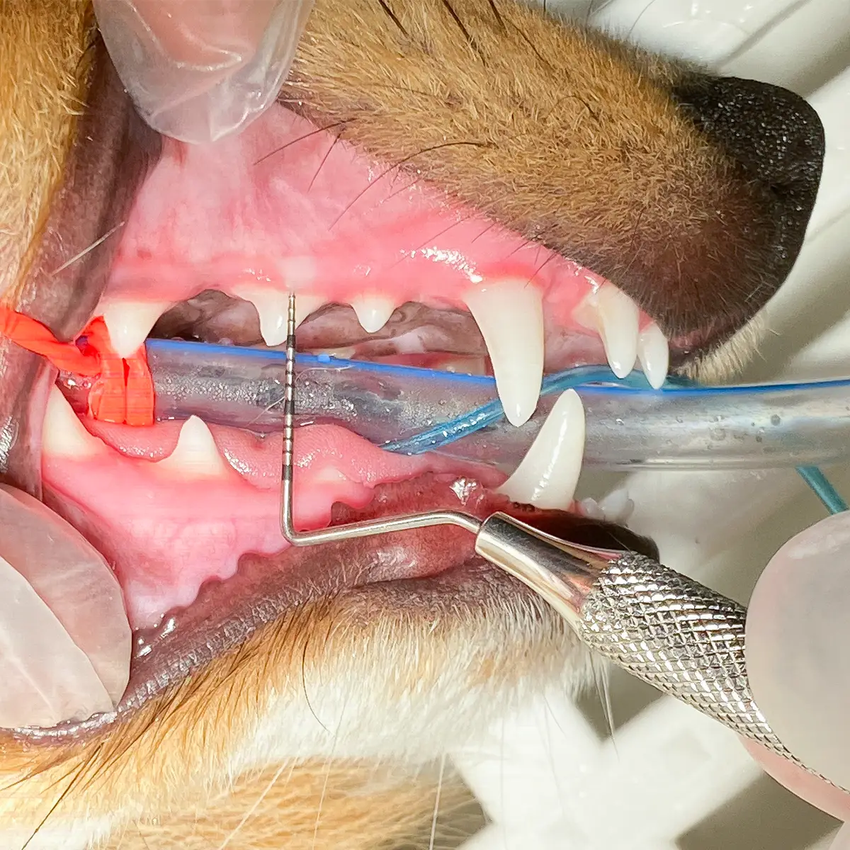 Hundens tænder