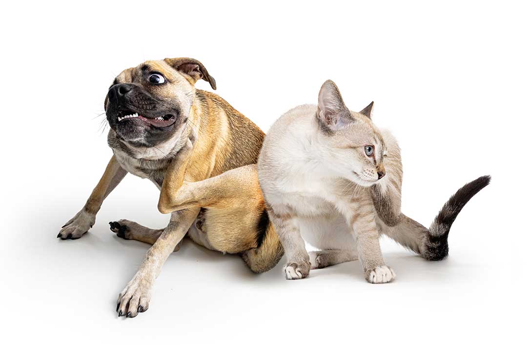 Lopper og flåter hund