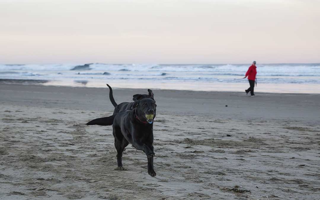 Løse hunde på stranden