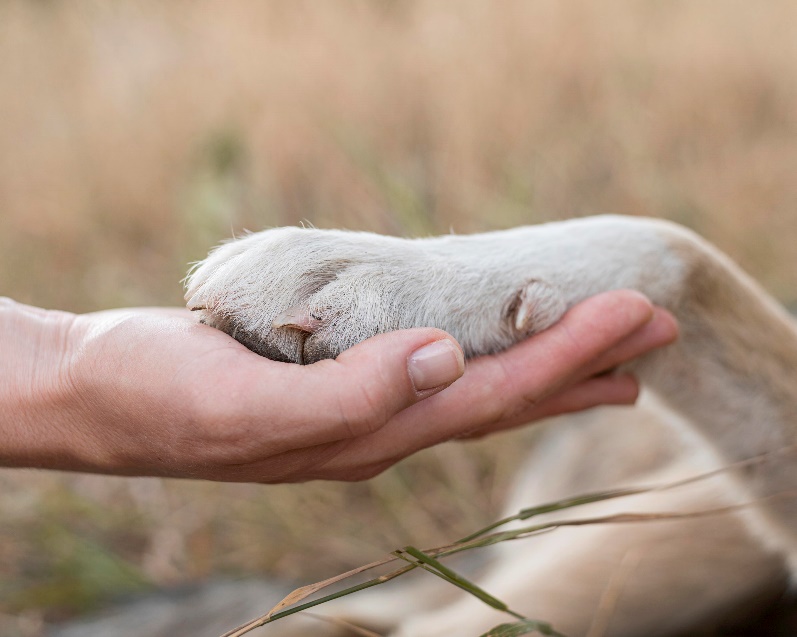 Negleklip hund