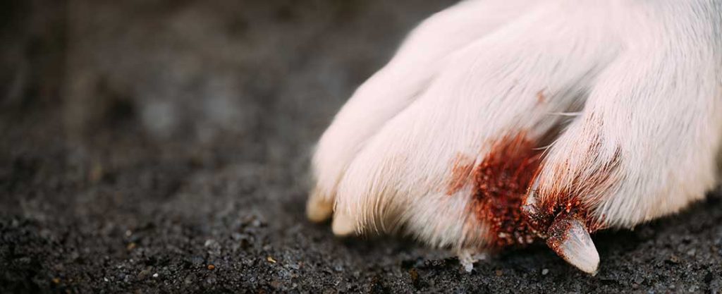 smertestillende til hund. En hund med brækket klo har smerter.