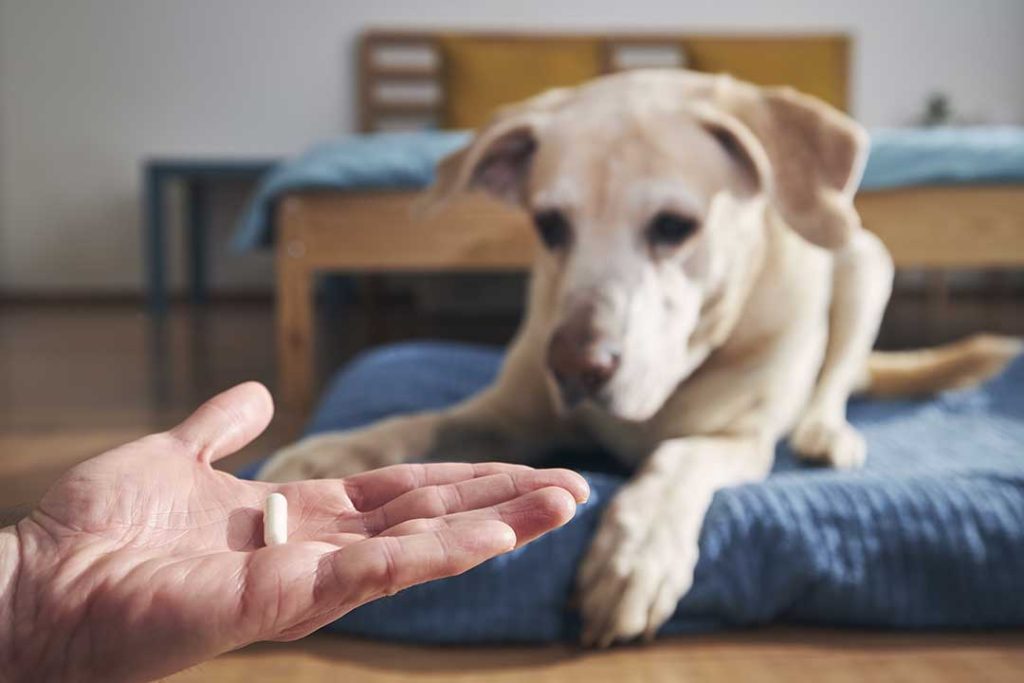 Smertestillende til hund i håndkøb. Giv aldrig selv din hun smertestillende. Du risikere i stedet at forgifte den.