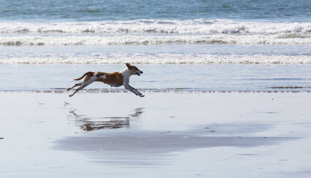 Løse hunde på stranden. Hunden har stor glæde af at rende løs, men der er ting du skal have styr på før du slipper den fri.