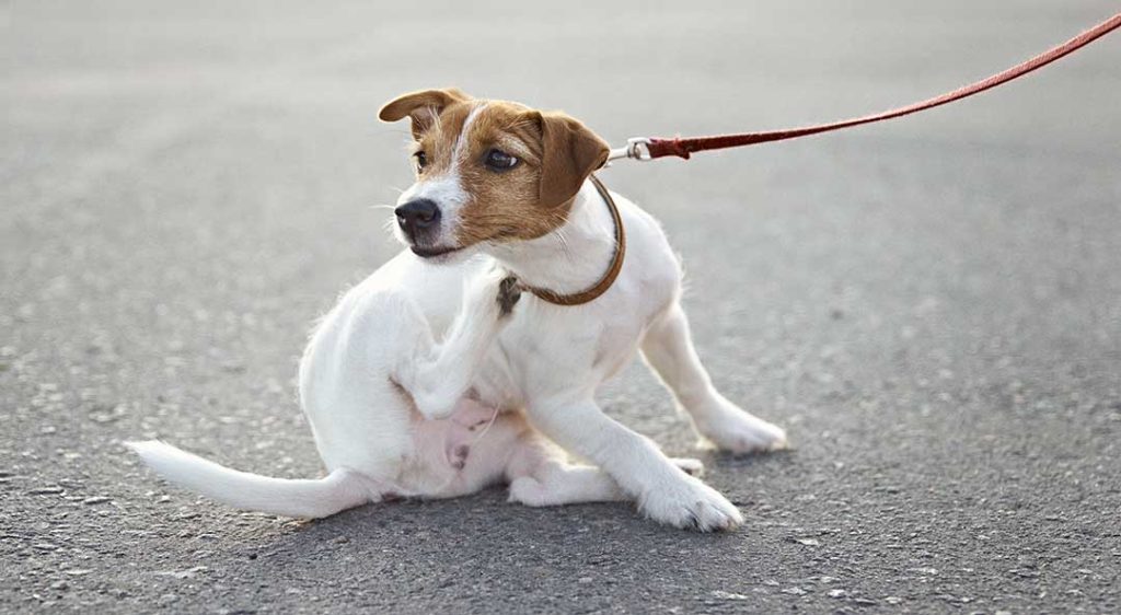 Lopper og flåter hund. Hundens reaktion på lopper er at klø sig.
