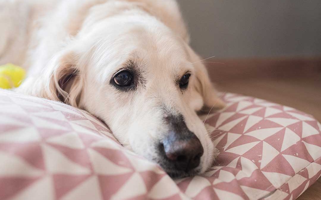 Smertestillende til hund