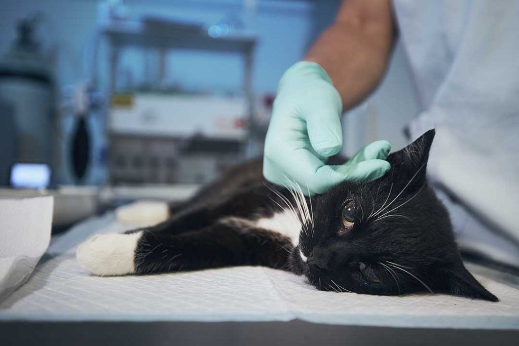 Smertestillende til kat. Hos Hellerup Dyreklinik står vi klar til at hjælpe dit kæledyr med professionel og omsorgsfuld behandling.