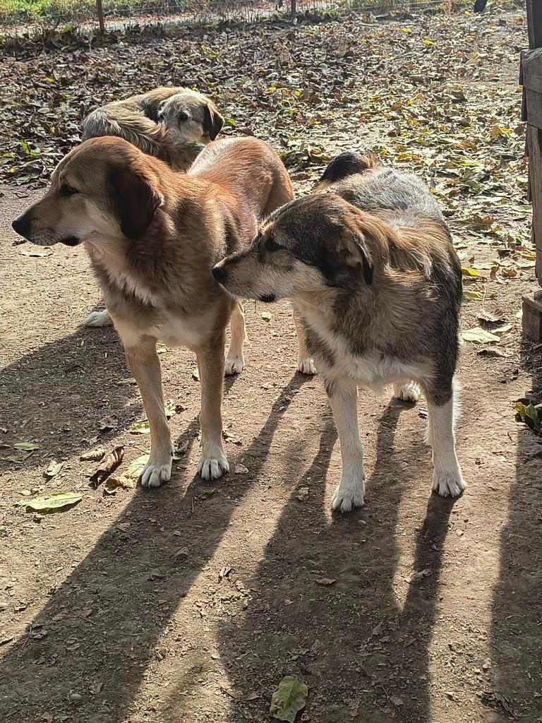 Afonya met vriendjes