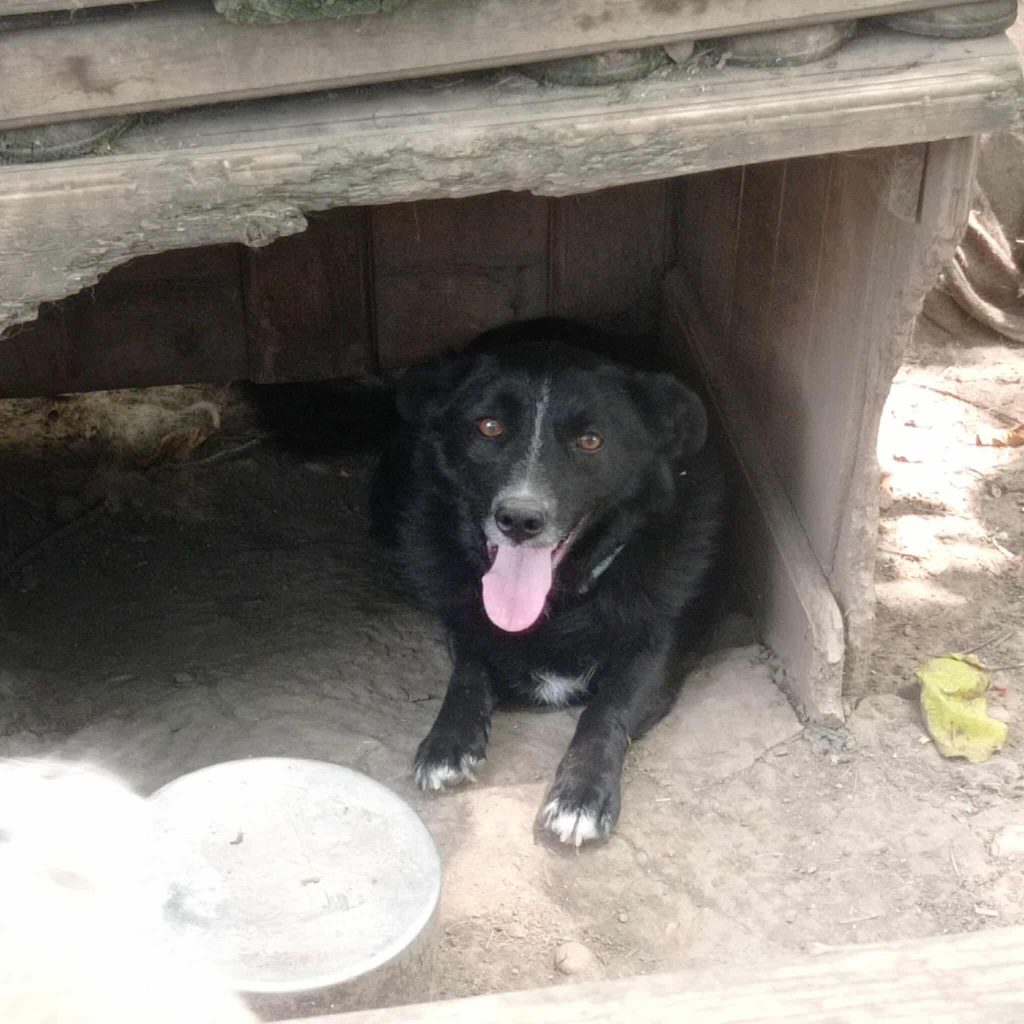 Hilda in de shelter.