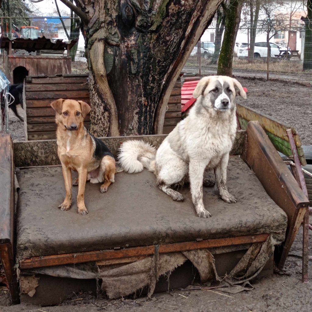 Nokedli met vriendje in de shelter.