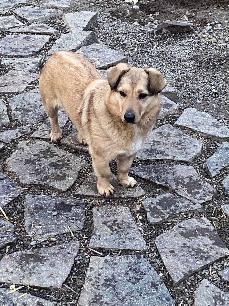 kleine Tweo in de shelter