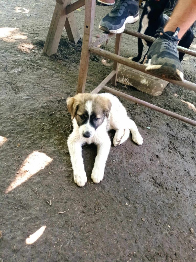 Nokedli als pup in de shelter.
