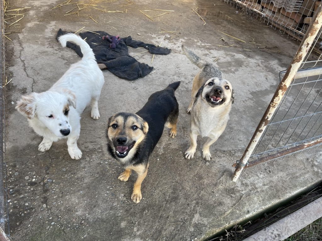 Chanel is een vrolijk hondje!