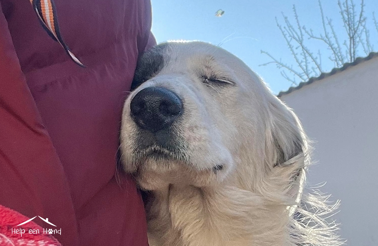 Lief, mooi teefje zoekt haar familie