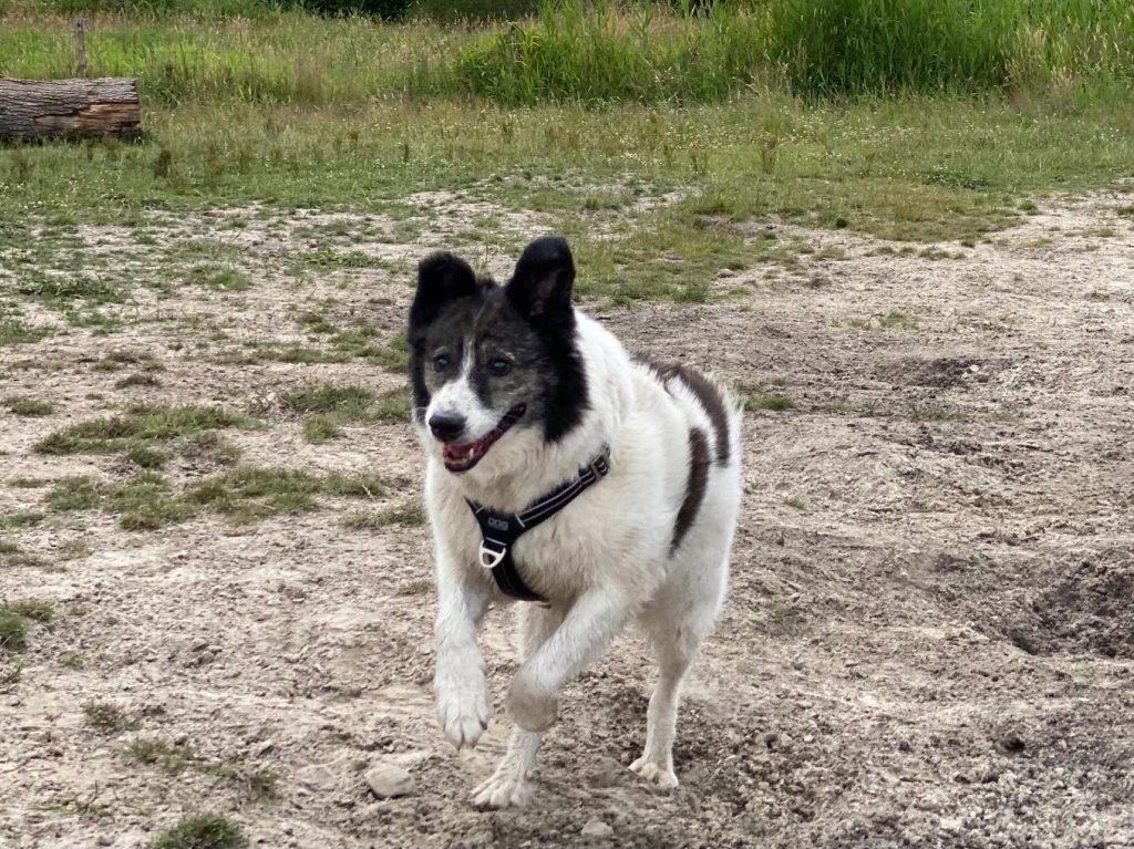 Adoptiehonden die al een huis hebben