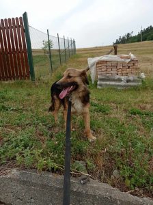 Casper is klaar voor een wandeling