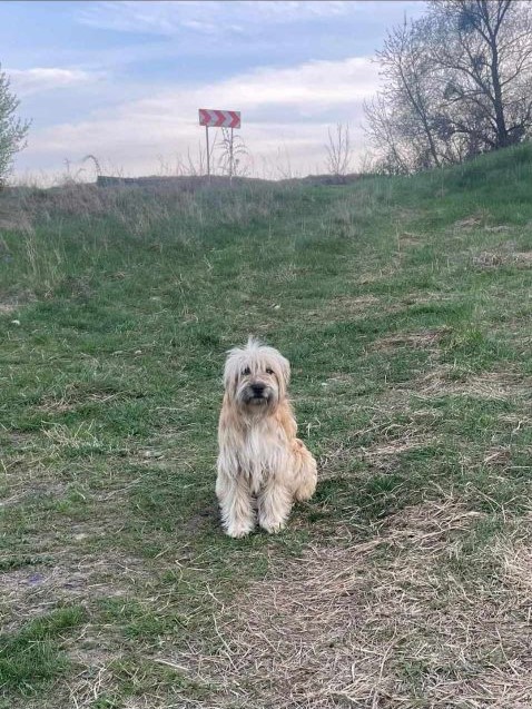 Kacat is een vrolijke hond