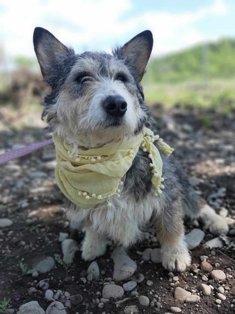 Gucci is gevonden in een public shelter