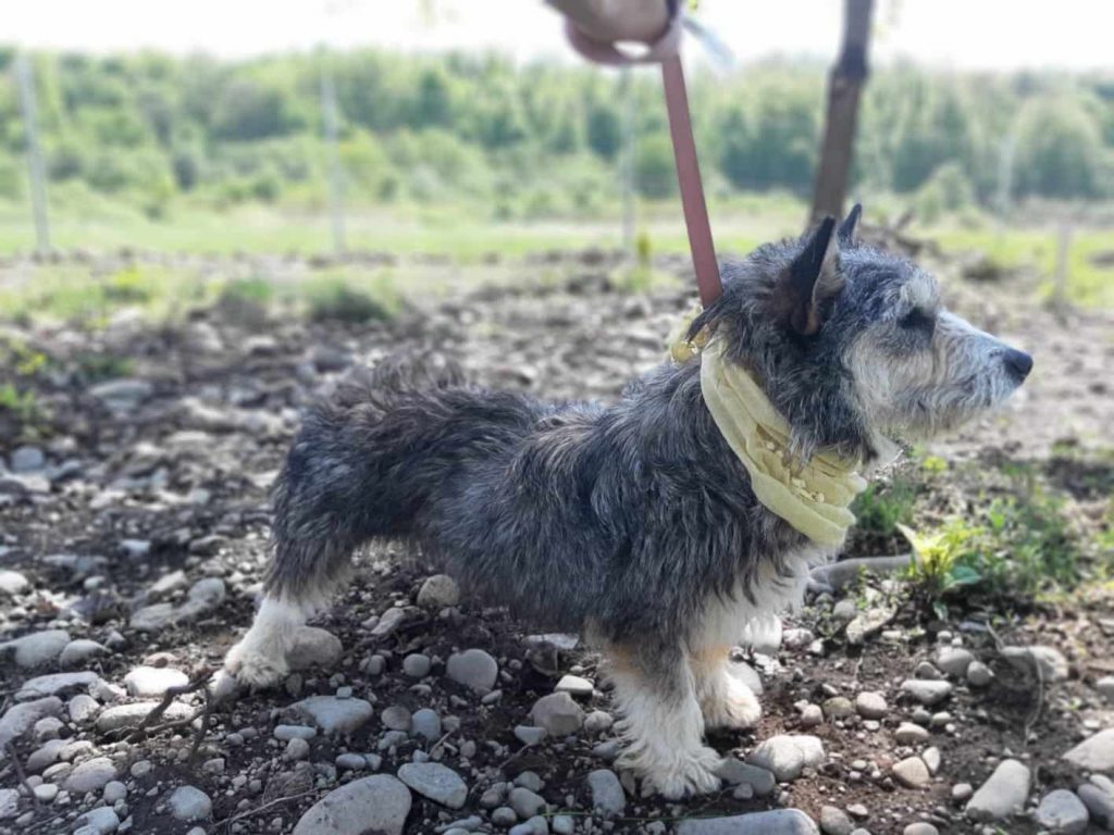 Gucci moet een beetje wennen aan wandelen aan de lijn