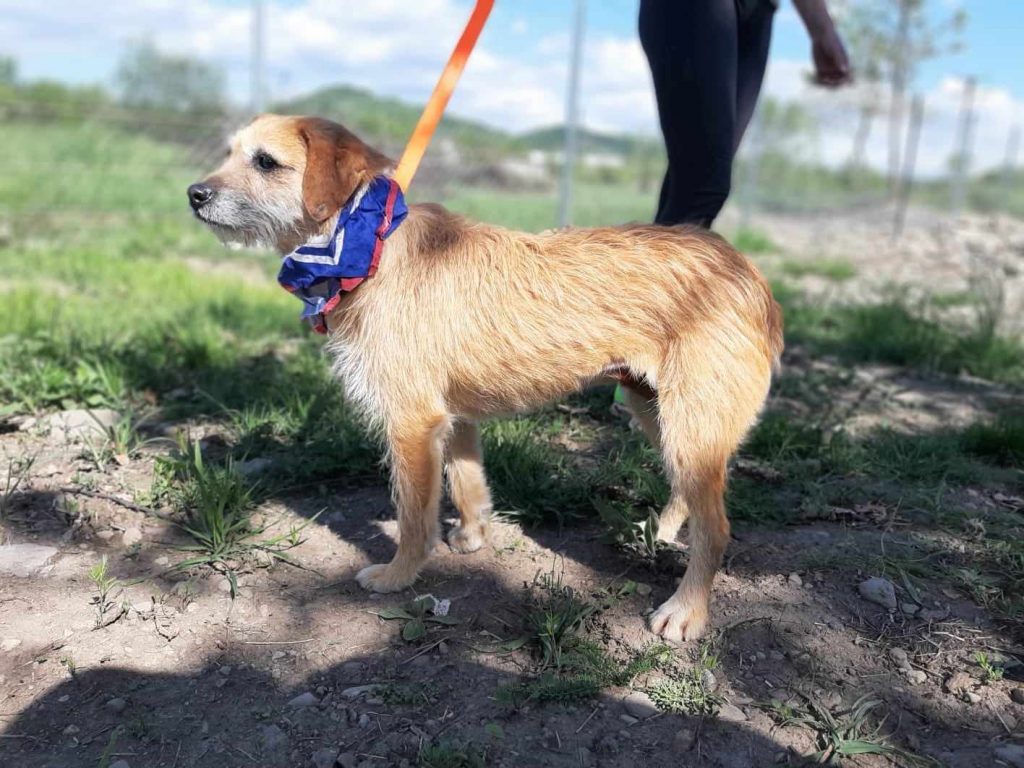 gioia leert wandelen aan de lijn