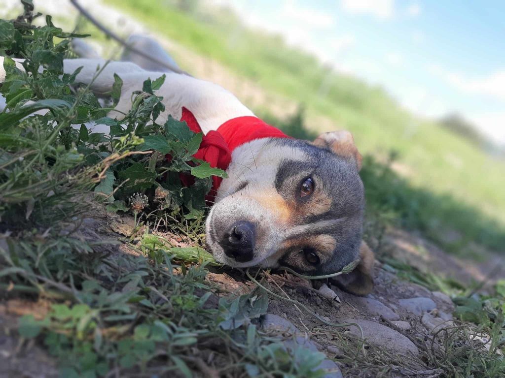 Danny lekker in het gras