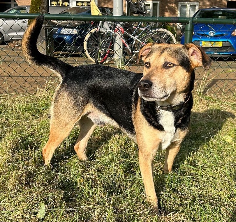 Buddy in de park