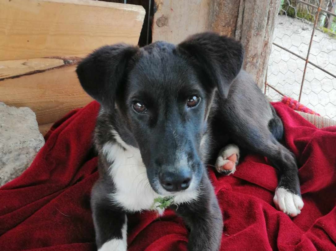 Leuke Chris zoekt thuis