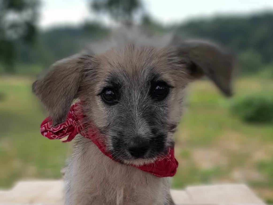 pup Yentl zoekt baasje