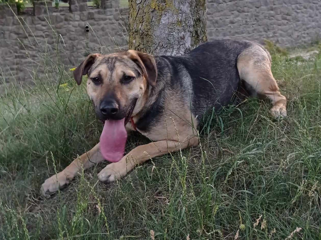 Dexter zoekt sportieve baas