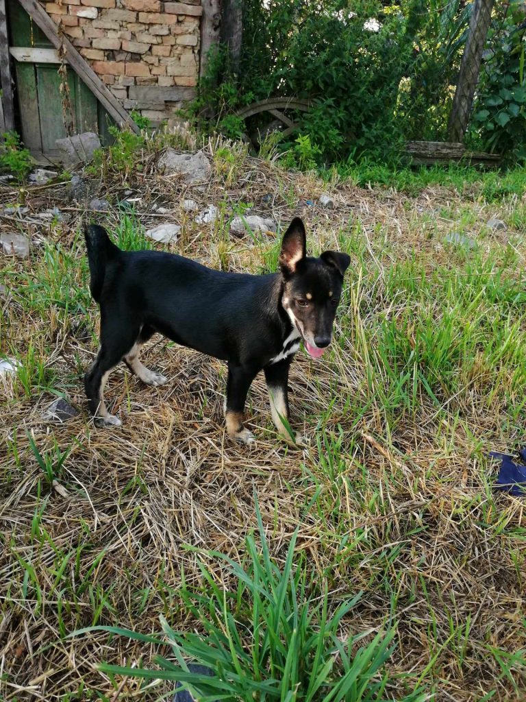 Lola houdt van lopen in het gras. 