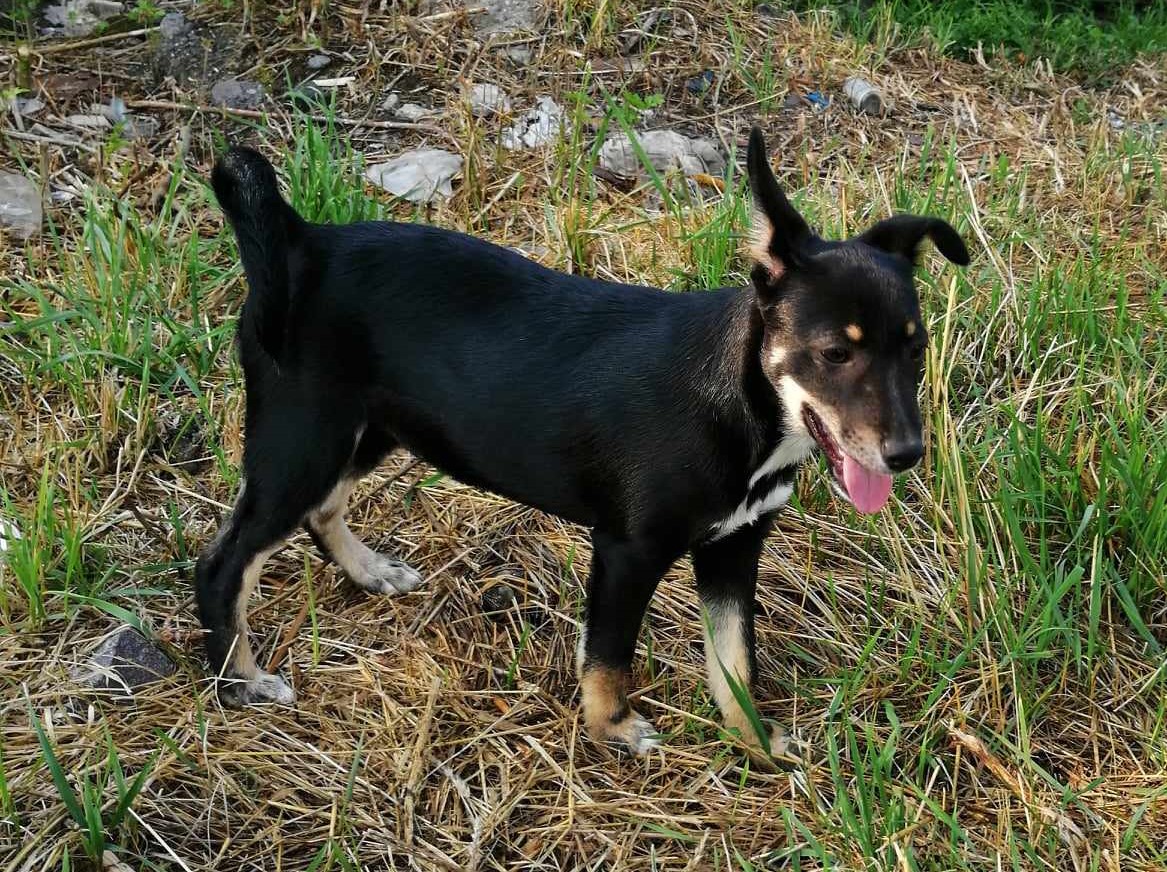 Lola met haar unieke oren