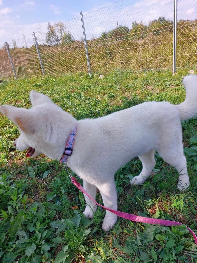 Pup Bella zoekt fijn thuis 