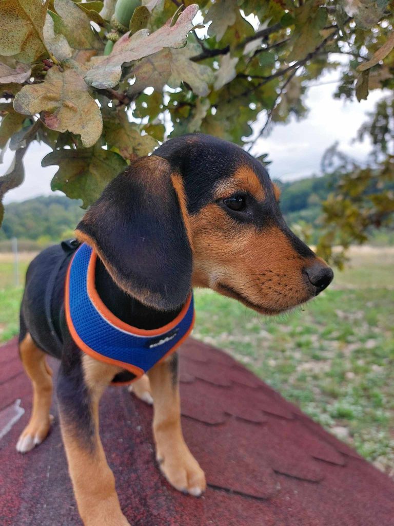 Pepijn is een lieve pup.