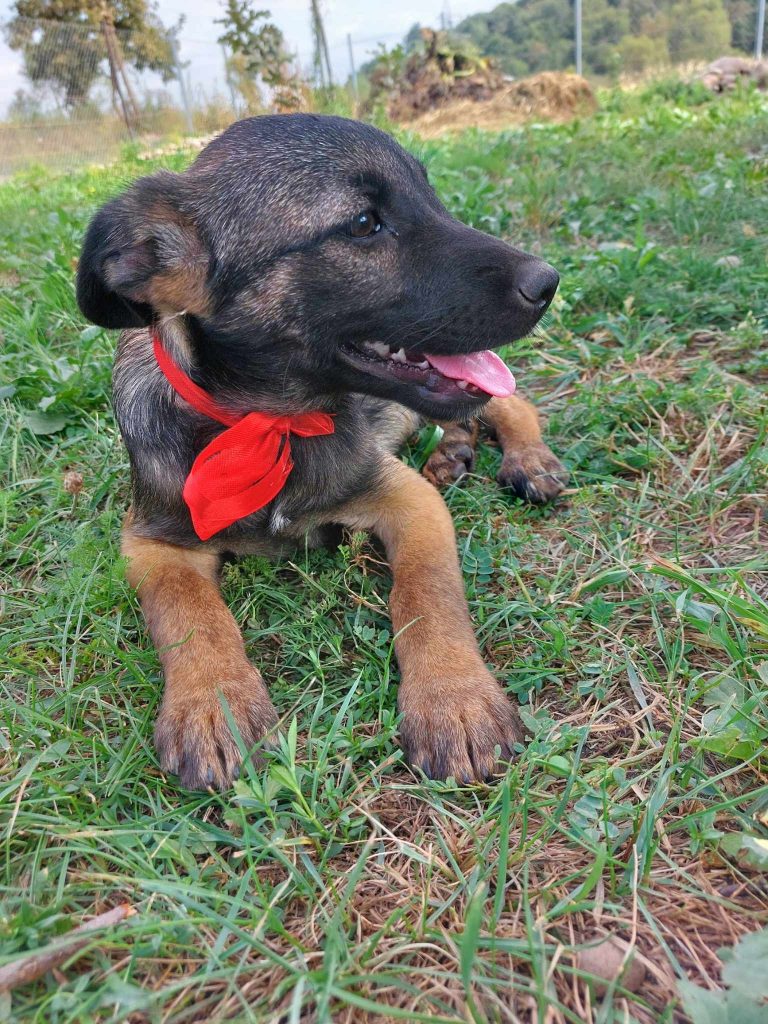 schattige Pippa in het gras.