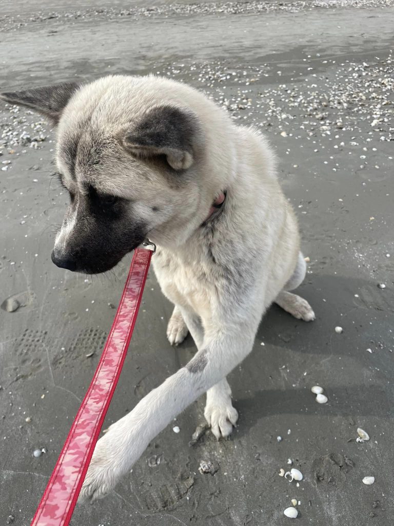 Hera op het strand