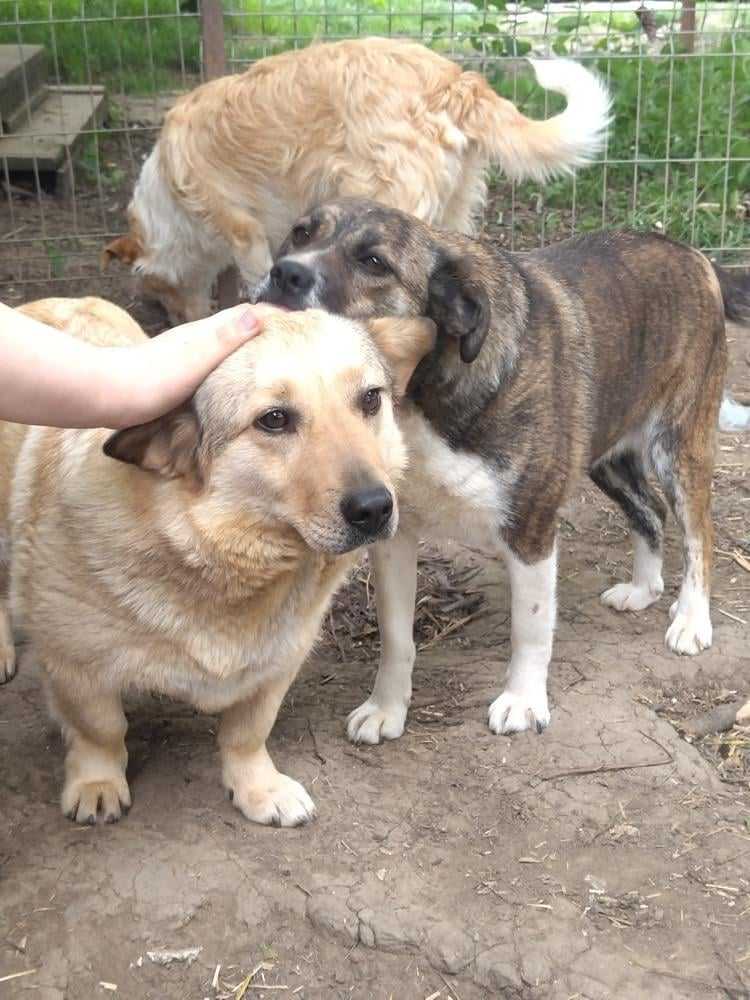 Lady samen met haar goede vriend Tweo