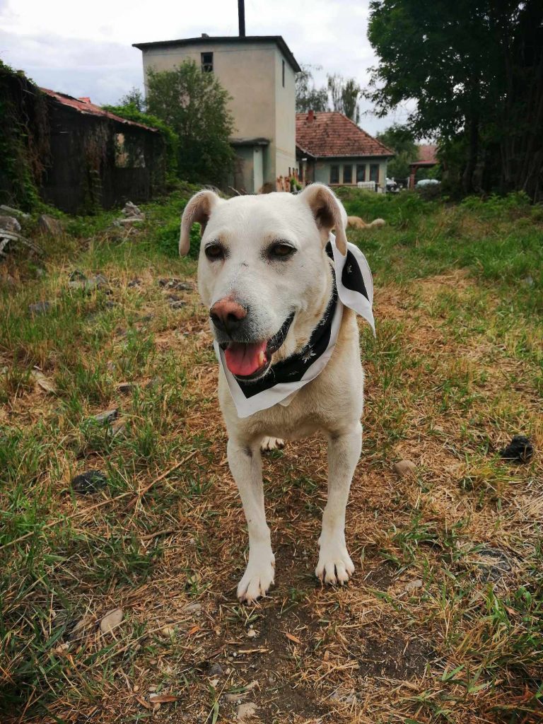 Deze fijne hond heeft een liefdevol baasje verdient.
