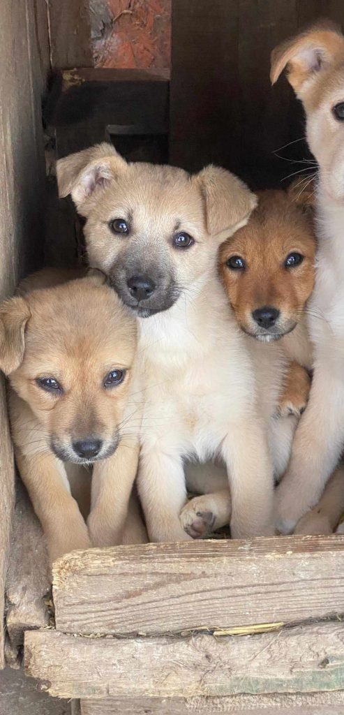 Nala, Bo, Fonzie