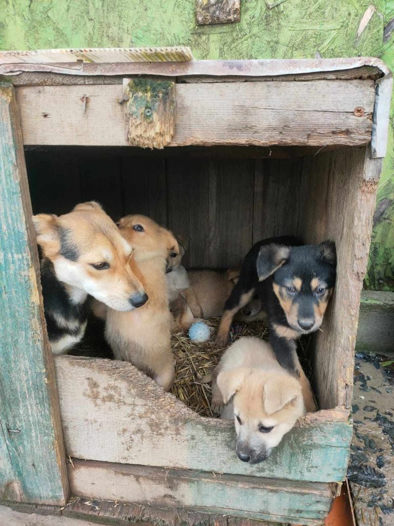 Lucky met broertjes en zusjes