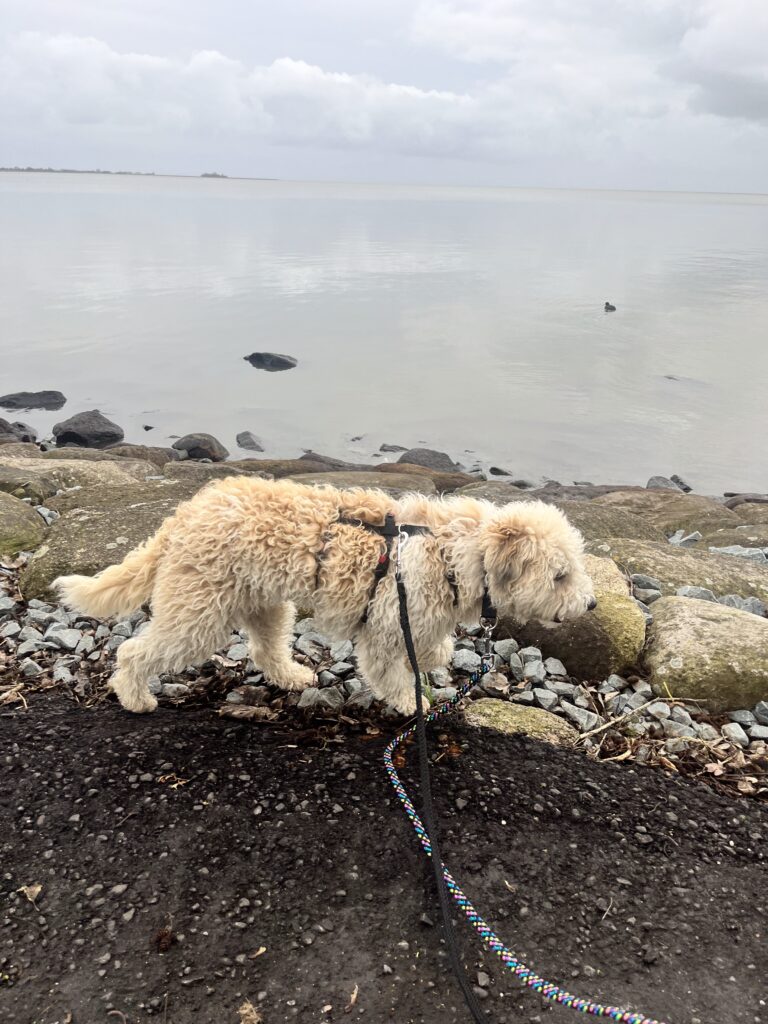 Roxy ontdekt haar nieuwe omgeving. 