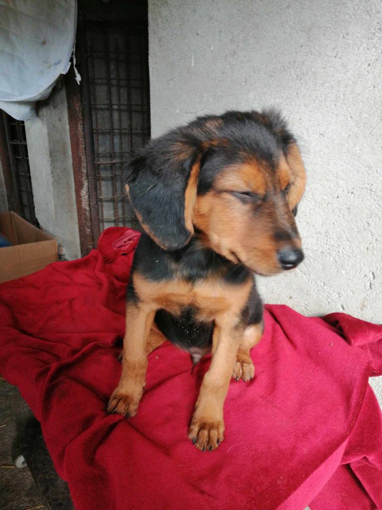 Macika als kleine pup.