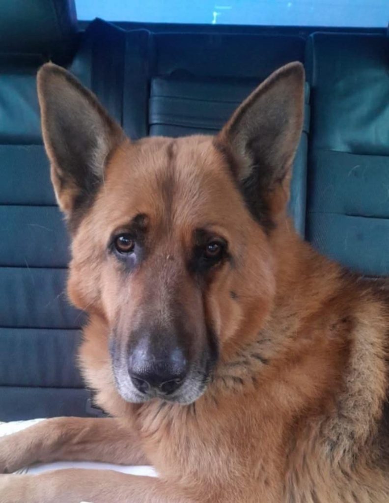 Rocky wacht op een liefdevol gezin.