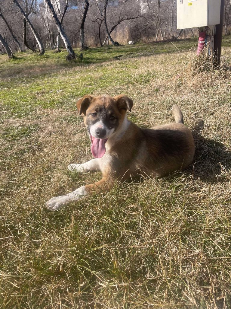 Willow geniet van de zon