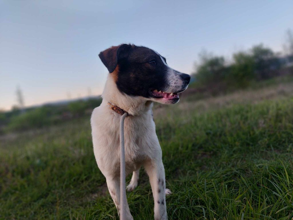 Benson is een leuke hond.