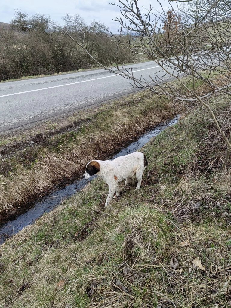Benson op de plek waar hij werd gevonden.