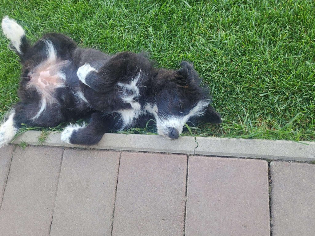 Panda geniet van de zon.