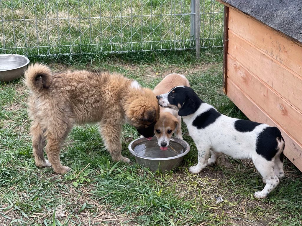 Rona met vriendjes