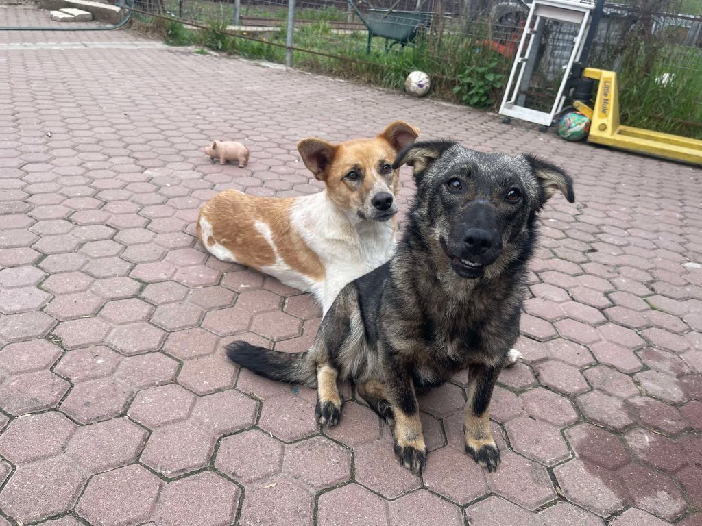 Tiara met vriendje