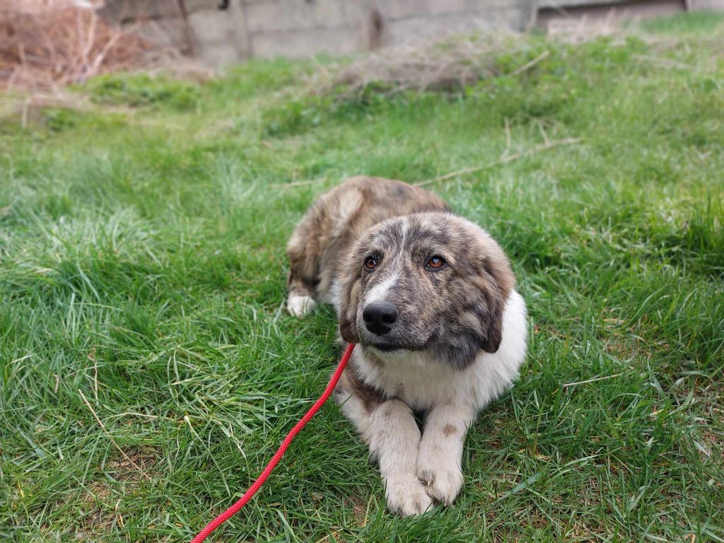 Cody houdt van een tuin.