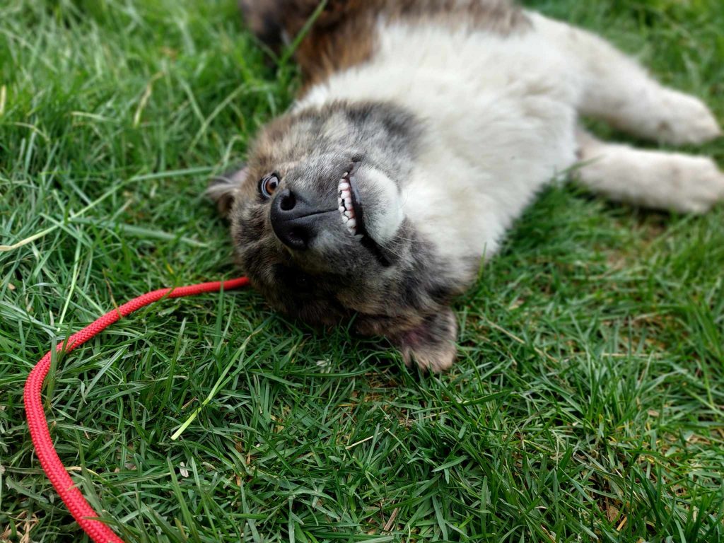 Cody is een prachtige hond.